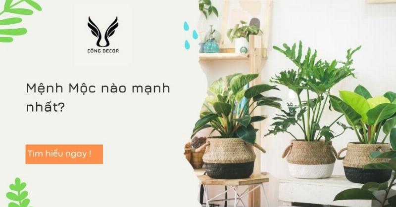 Hình ảnh mô tả cây dâu tằm và biểu tượng tơ lụa, thể hiện đặc trưng của Mệnh Tang Đố Mộc 1973